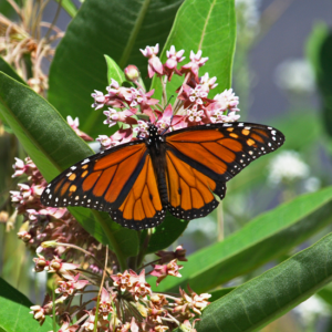 Milkweed Miracle: One Canadian Company is Growing Milkweed to Clean Up Oil Spills Image